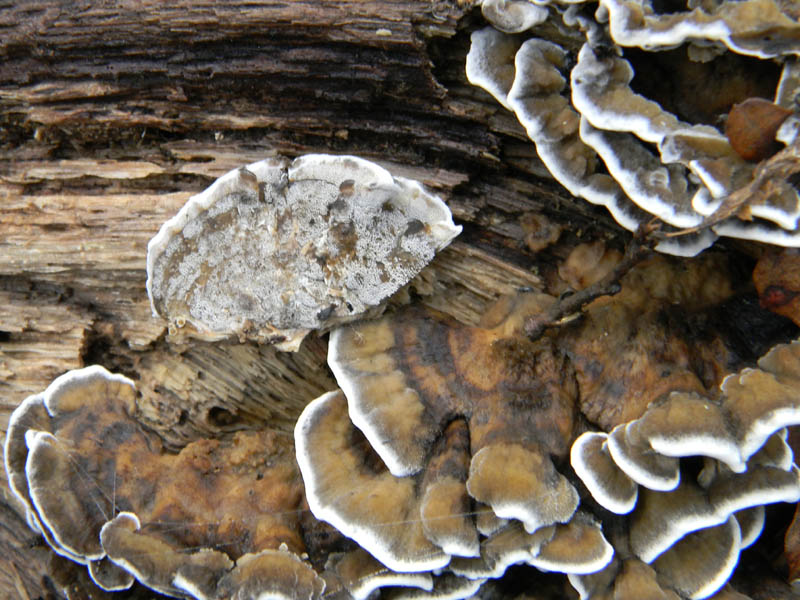 Alcuni ritrovamenti del 21.12.2010.